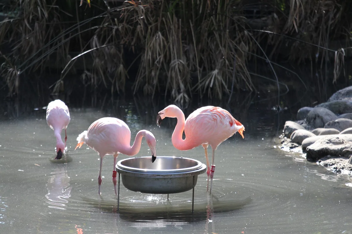 動物園小貓熊拍攝