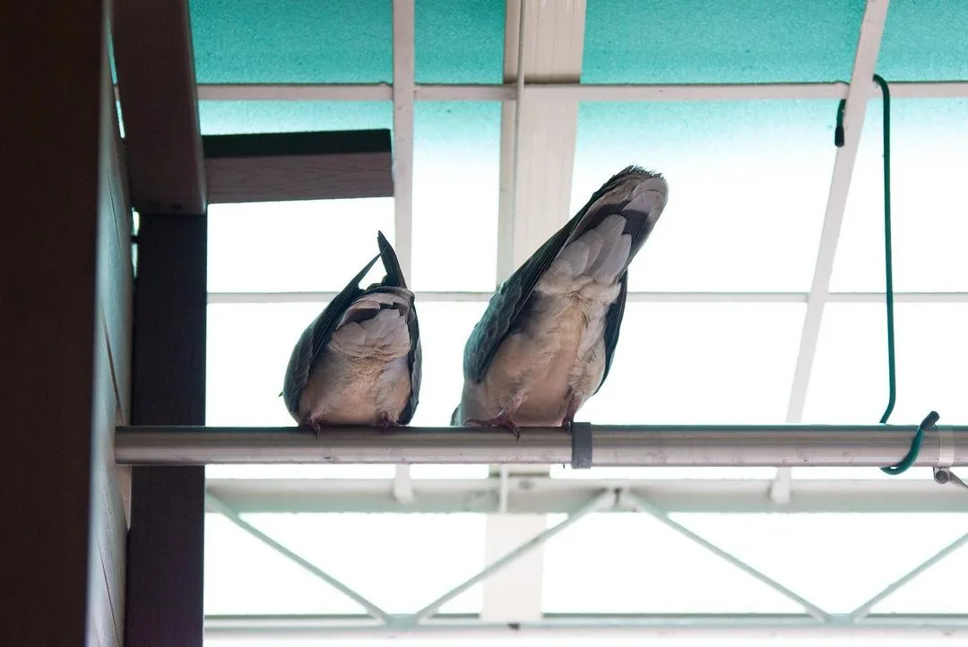 陽台上的斑鳩