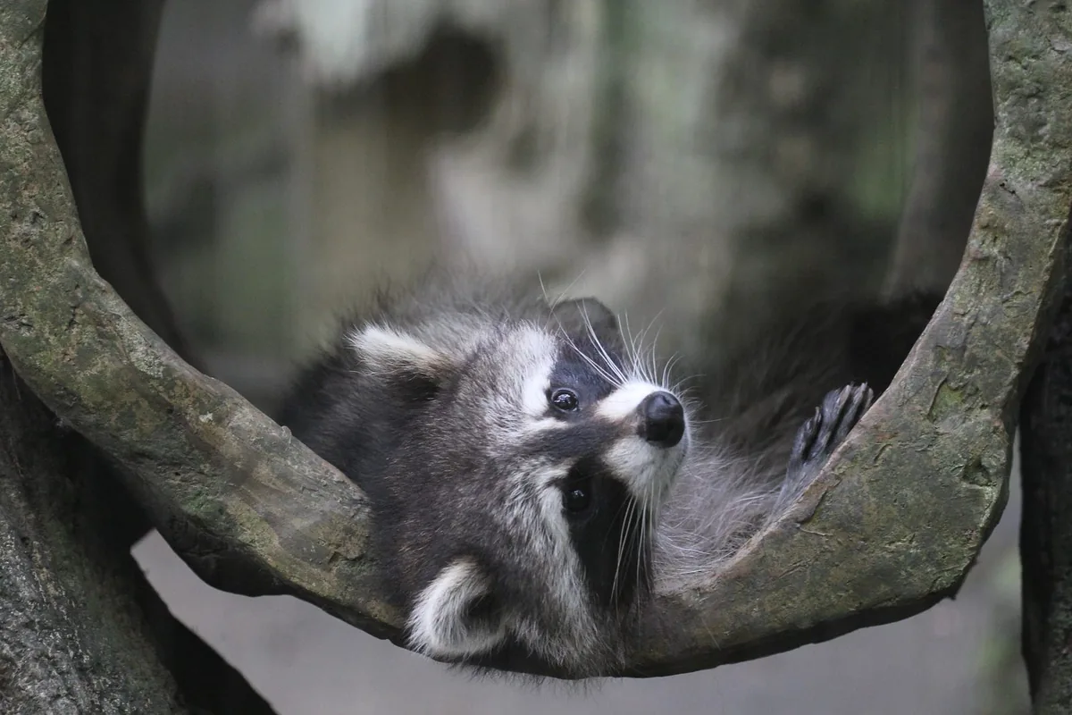 生態攝影師拍攝的野生動物