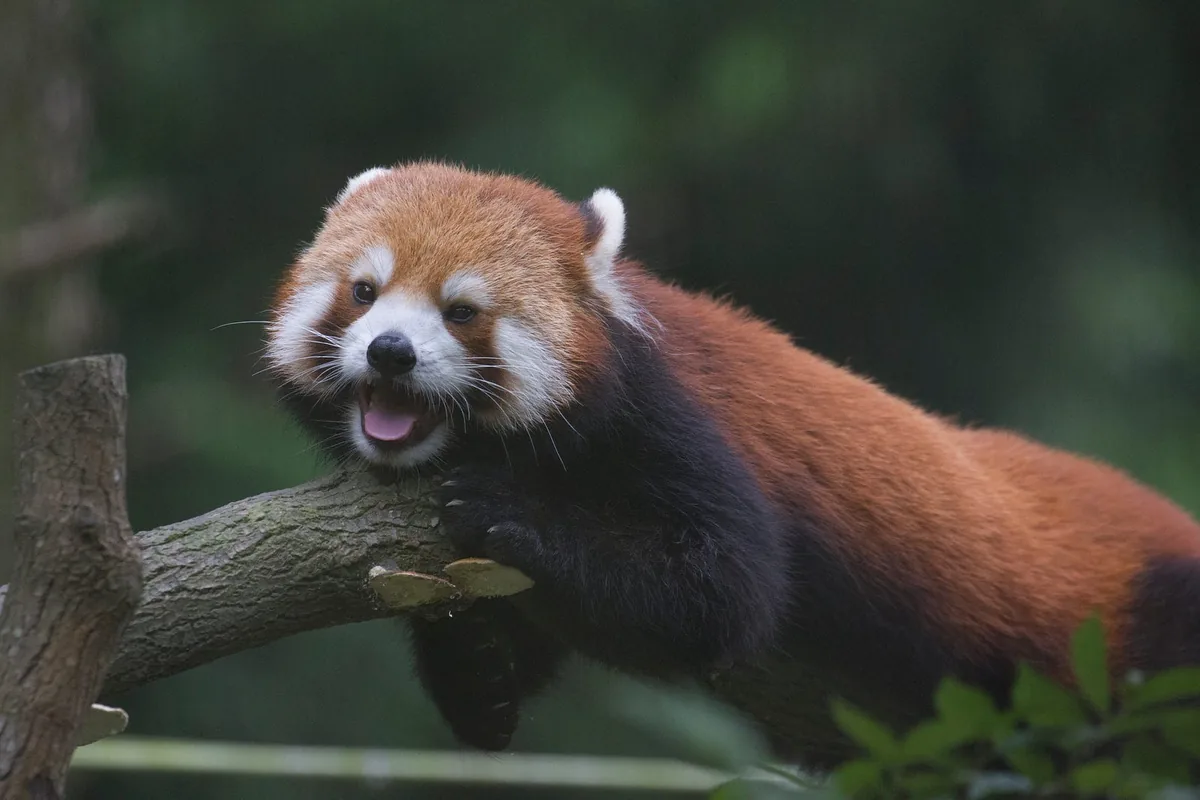 動物園拍攝的野生動物