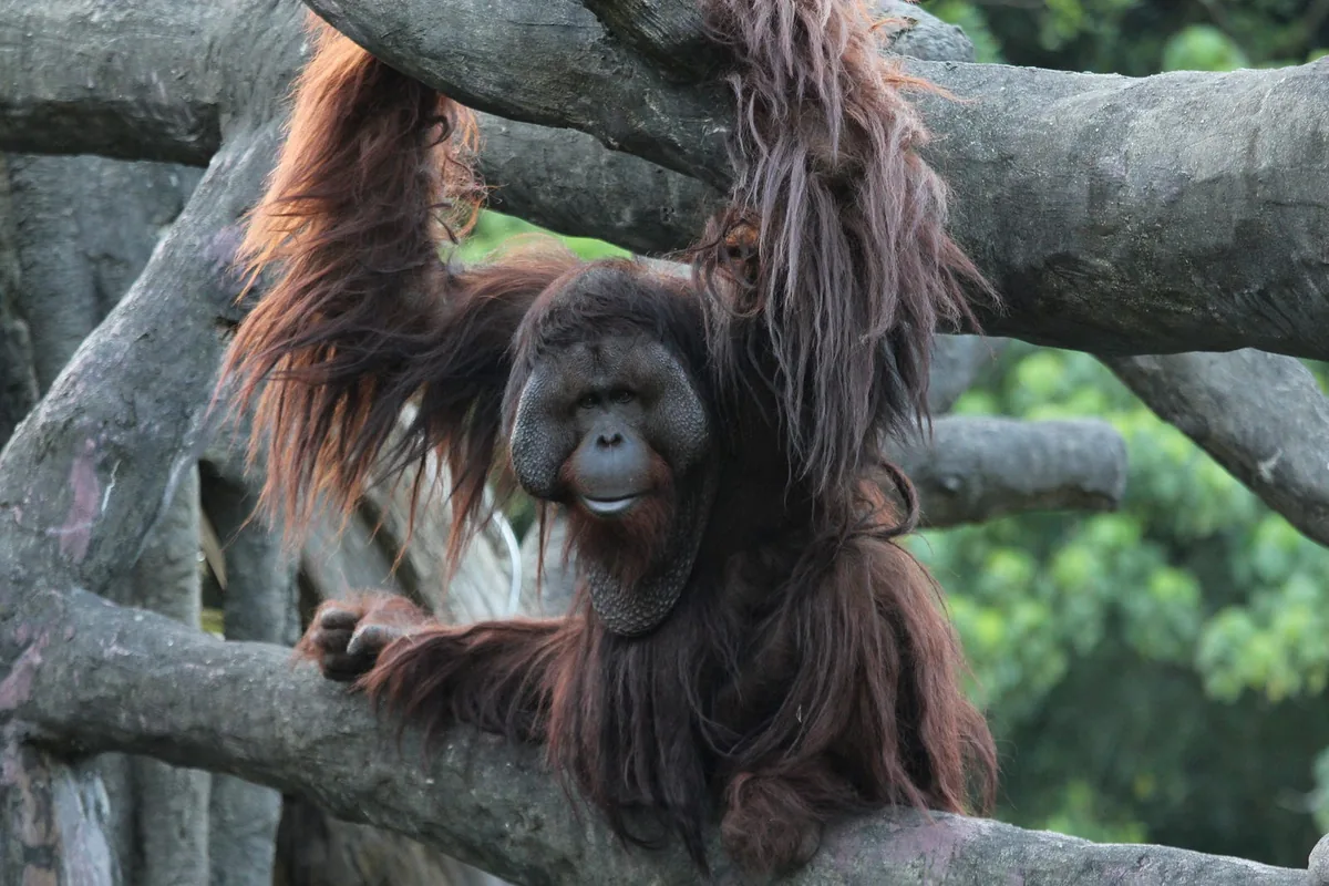 動物園拍攝的野生動物近照